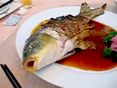 gasping-fish
